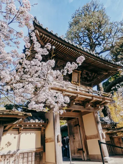 舊金山 | Japanese Tea Garden