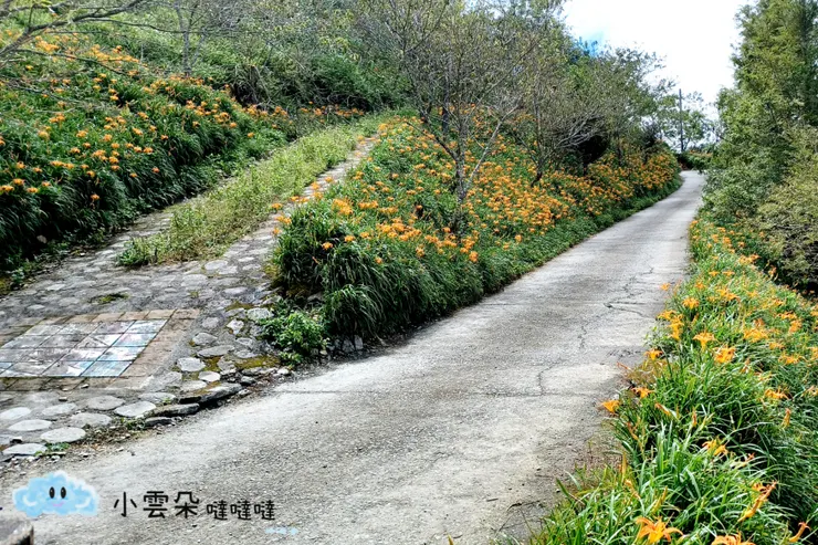 越往山上，可以看見越多盛開的金針花。