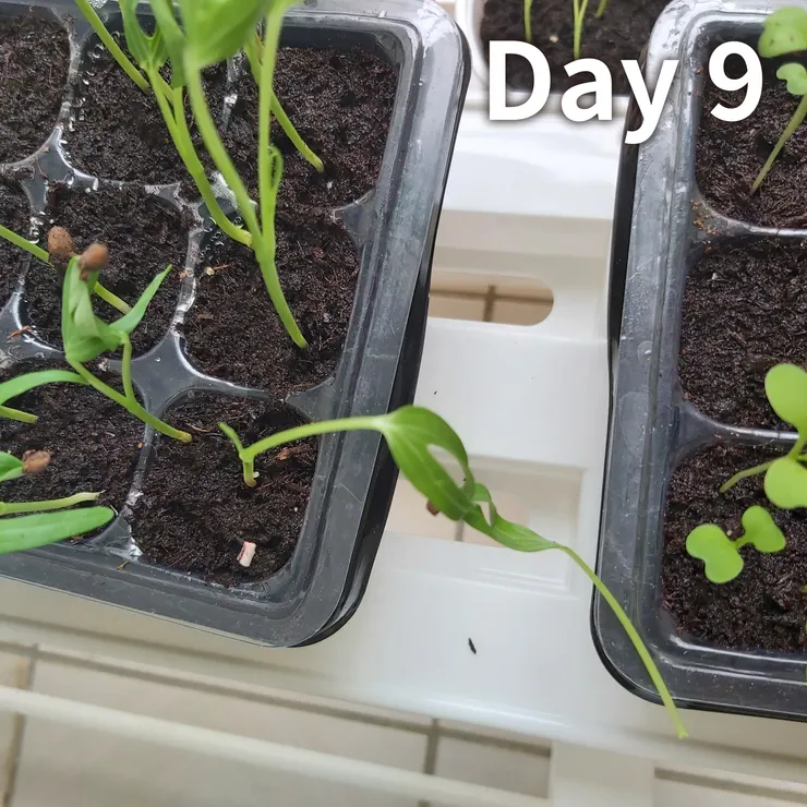 獨臂空心菜與晾衣架碎片💔