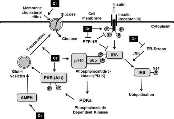 鉻對於胰島素受體及各種調控因子可能參與活化的機轉