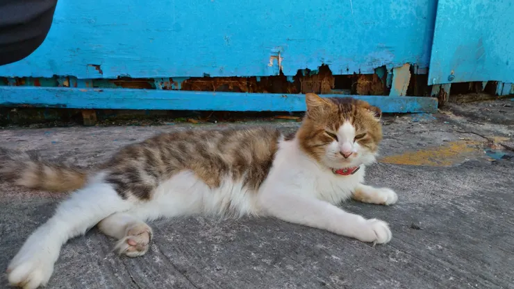 綠島一家阿嬤蔥肉餅的貓貓