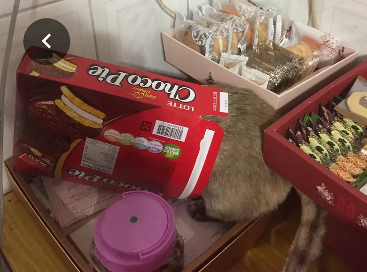 圓圓鑽奇怪的地方