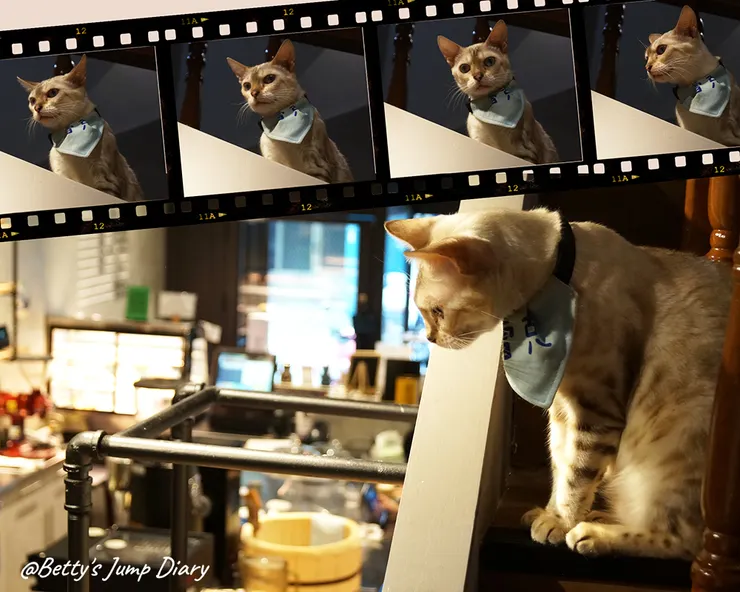 ▲踏踏咖啡-貓咪/圖片來源：Betty's Jump Diary&Canva