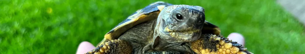 赫曼抓抓的沙龍