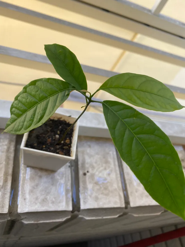小葉子長大了🌱