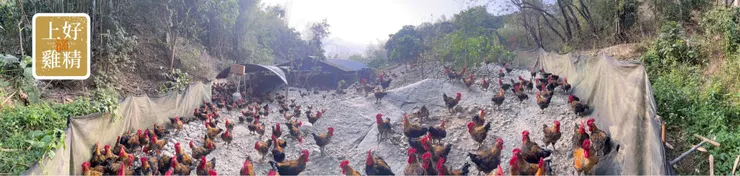 上好滴雞精回購率超高!老客戶大力推薦的元氣補給品