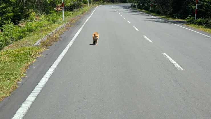 遇上了原本在曬太陽的狐狸