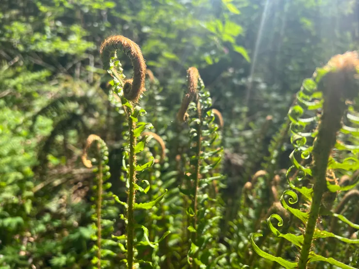 看起來超有古老森林味道的蕨類