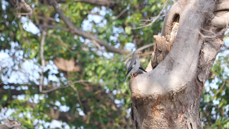 日本不常見鳥絲光椋鳥