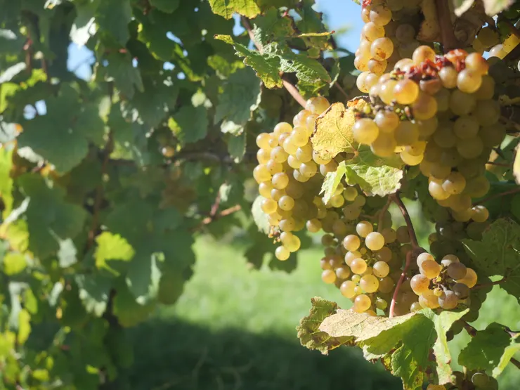 一個月再見，葡萄藤上的果實更為晶瑩剔透了。