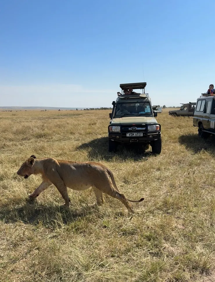 嚮導們懂獅子~看起來就像夾道歡迎(可以看得出來他吃很飽)