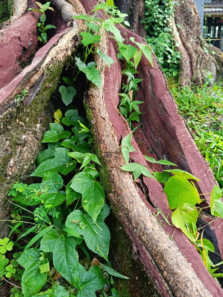 老麵包樹跟旁的小植物-3