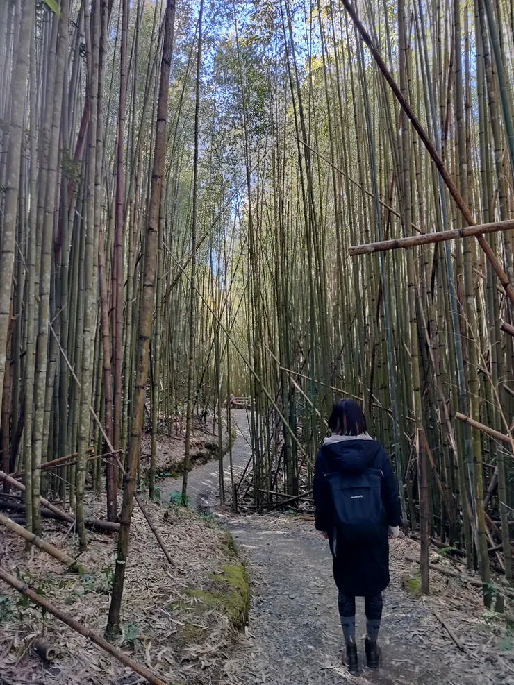 「有泰雅族的部落一定會有桂竹林」，竹林是部落十分仰賴的自然資源，如: 晚餐的那截竹筒飯。