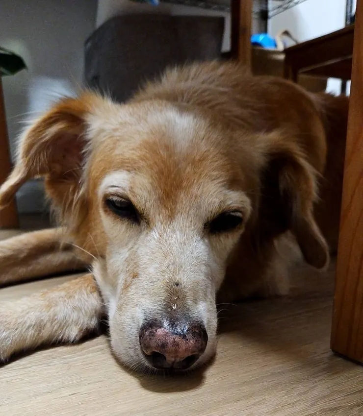 哈迪雖老了病了，媽媽在牠心中依然是個需要保護的公主(哈迪媽媽提供)