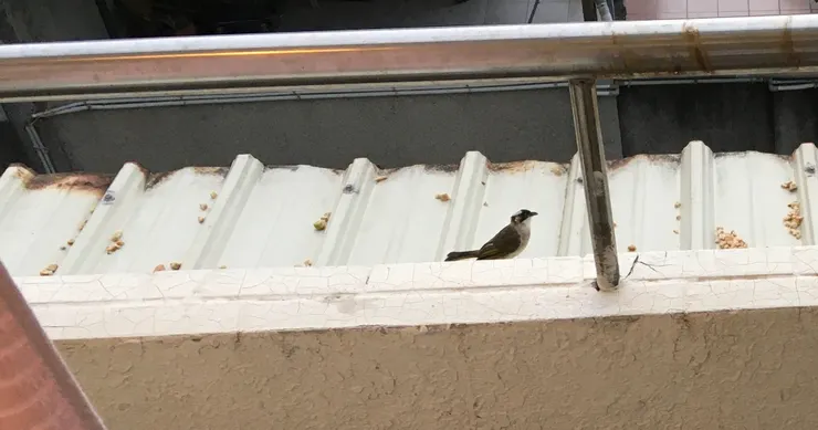 第七隻白頭翁頭上長出白毛，正式成為成鳥。（本圖片攝影於 2023 年 8 月 8 日清晨 5 點半）