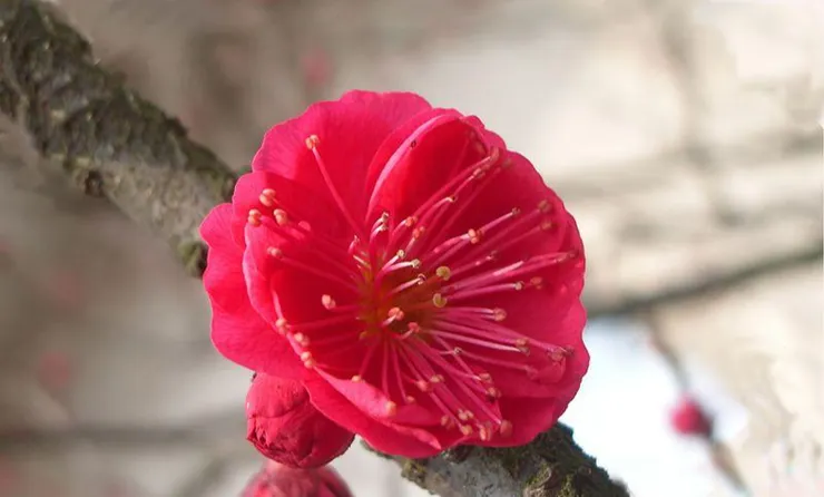 硃砂梅Prunus mume f. purpurea T. Y. Chen
