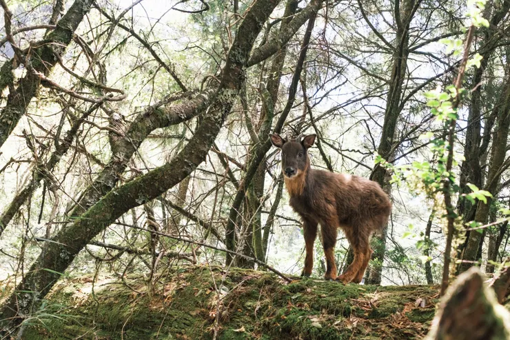 很認真看著鬱結的羊