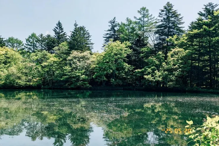 輕井澤雲場池,喜歡湖面倒影和落下的櫻花瓣。