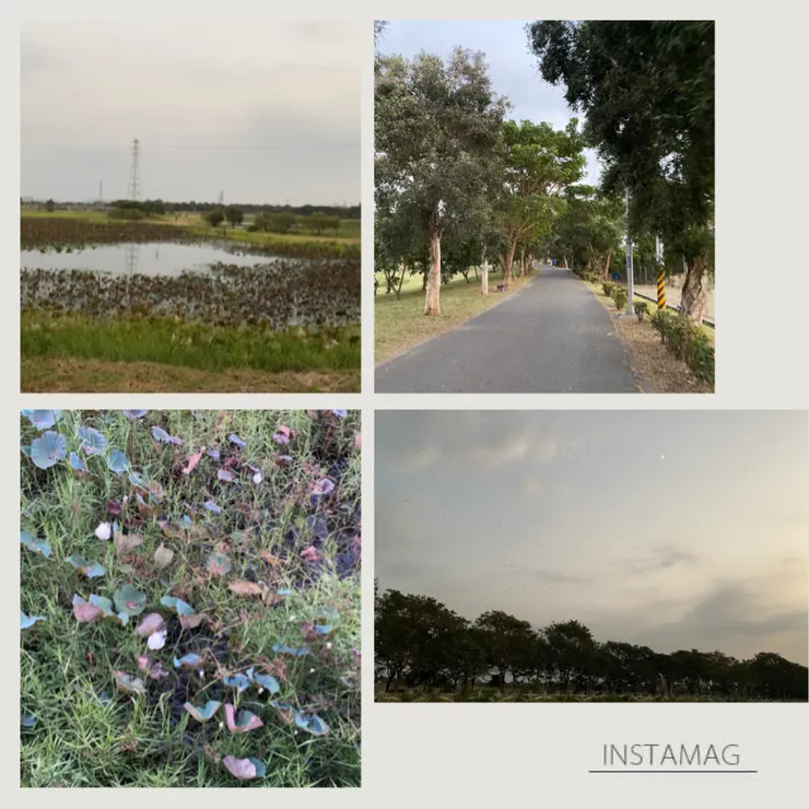 岡山滯洪池 A區 秋冬的枯寂，有著荷花綻放的春夏氣息😍