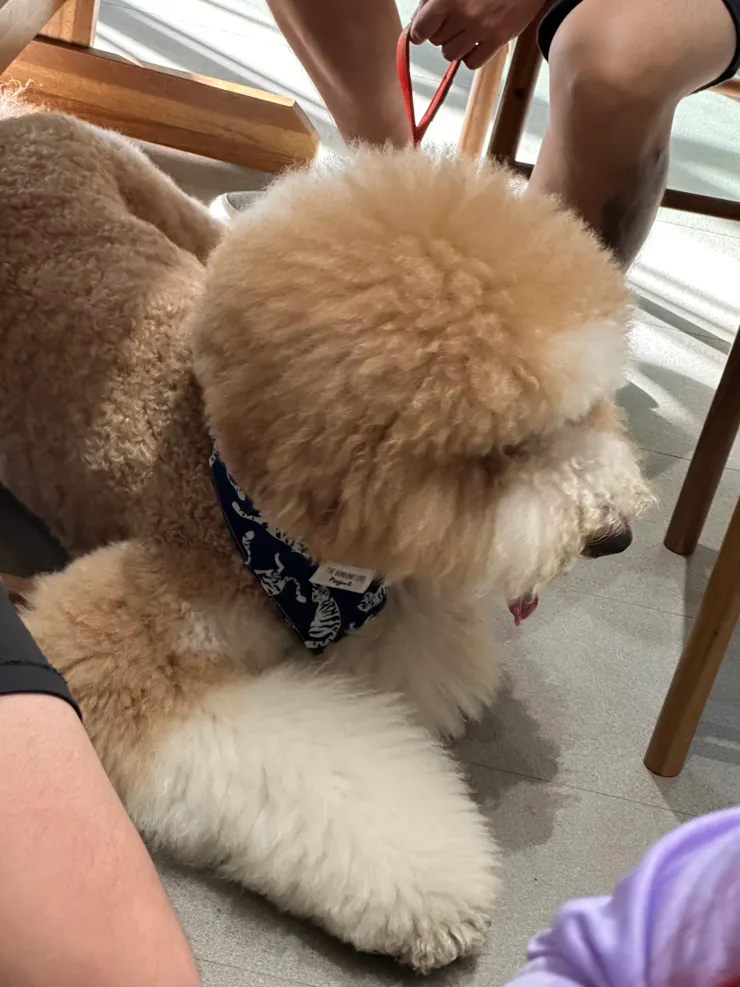 不時有人帶著寶貝毛孩子入內用餐,看得家裡不能養寵物的貓好羨慕啊~😍