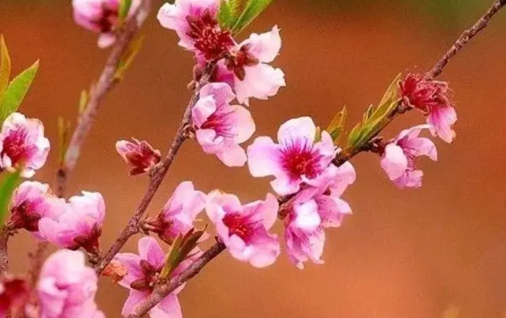 桃花：圖片取自網路加以裁剪而成，侵權刪。