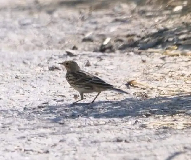 差不多每一年也能看到