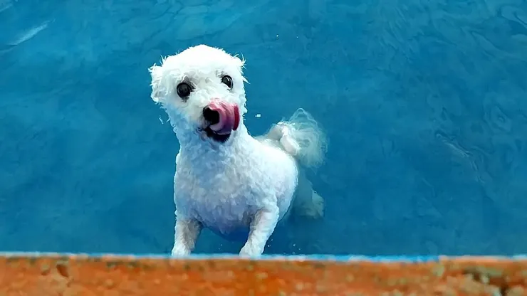 妞妞這張超可愛的