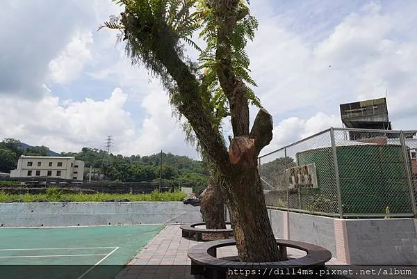 據說有70年歷史的老樟樹，不知道為何變成這樣？