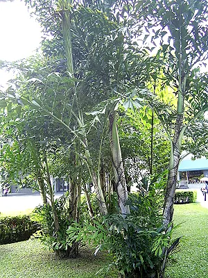 src