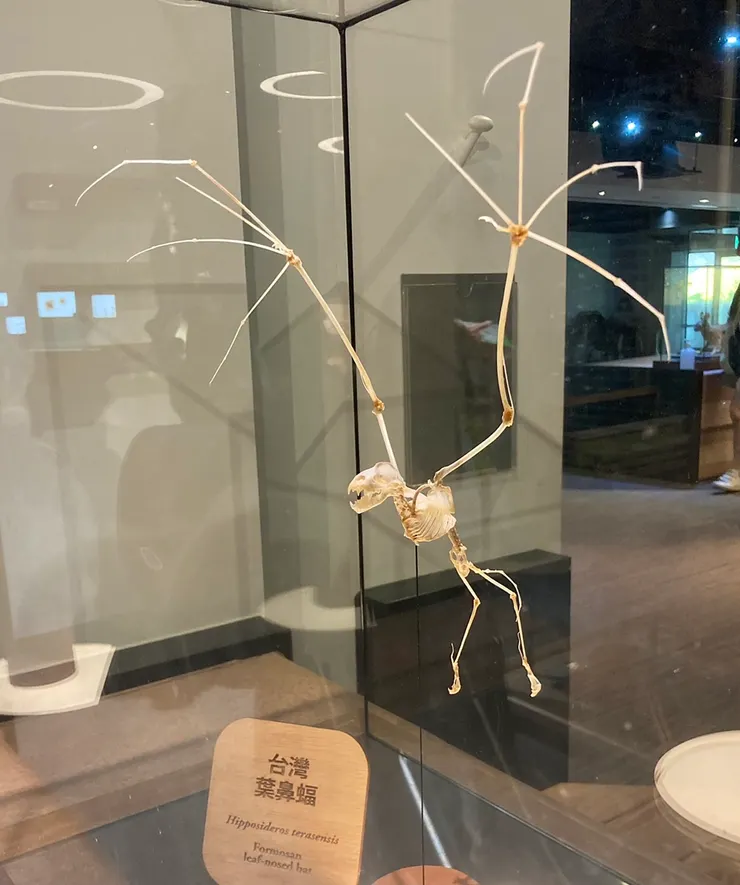 台灣葉鼻蝠骨架(圖 ∕ 仙艸拍攝)