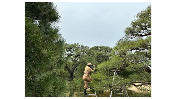 修剪黑松的園丁1｜2024.02.29拍攝