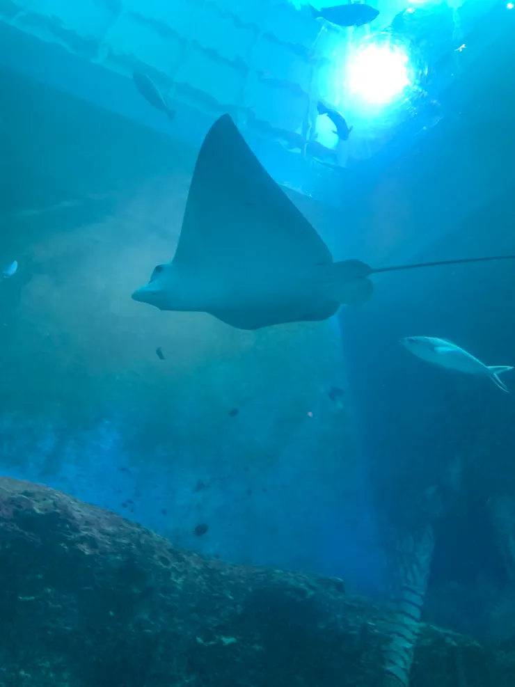 隨便發幾張魚照片。