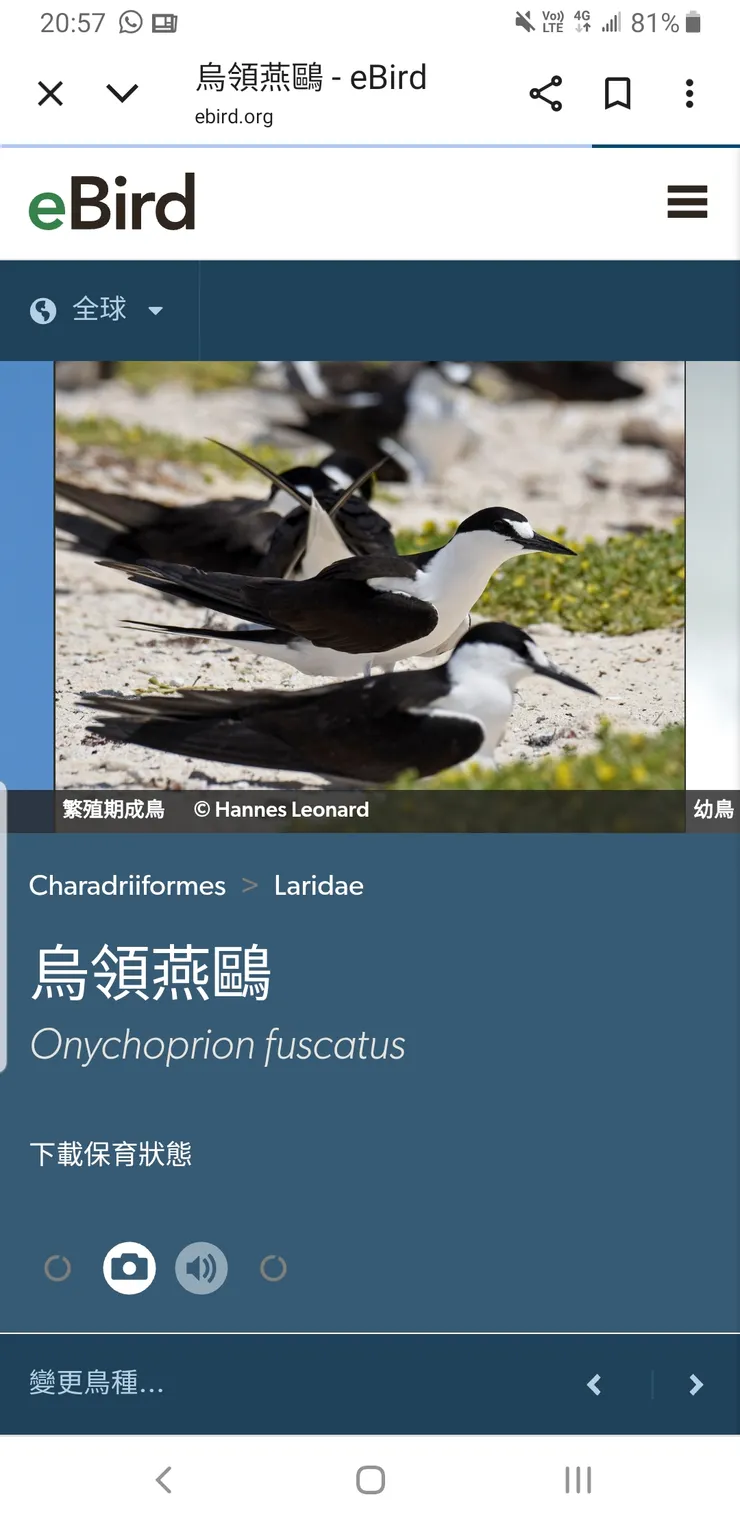 烏領燕鷗成鳥：額上白色不會過眼後方