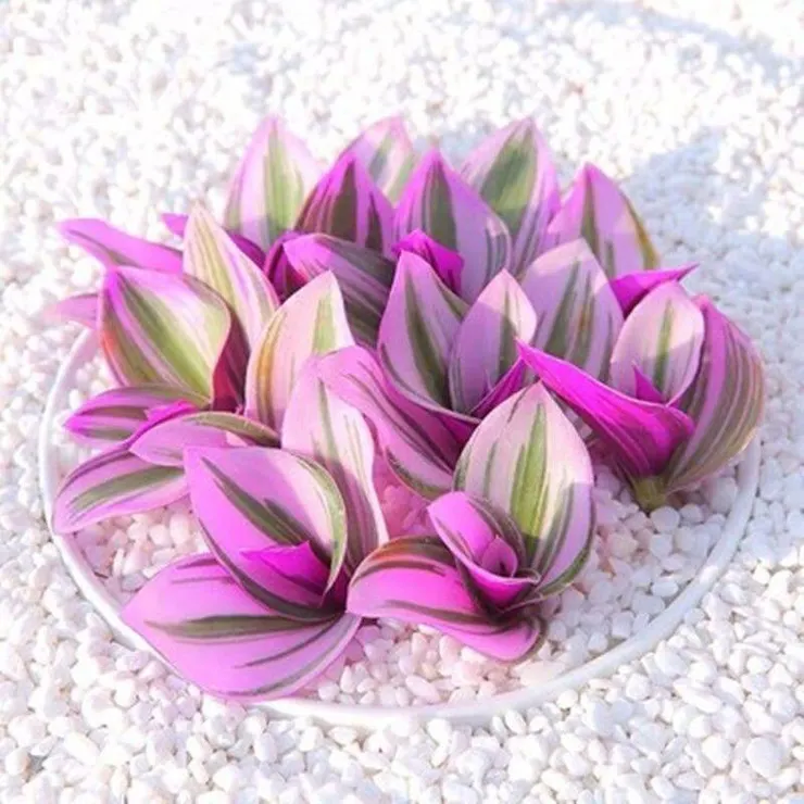 油畫婚禮吊蘭(Tradescantia)