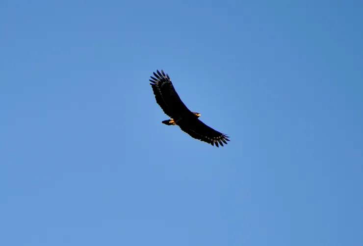 【共享每一個白天黑夜與這片山林 ，途中交會但覺人與物相親無猜嫌！大冠鷲】