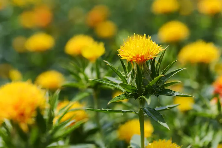 紅花真面目，原來是帶點黃橘色的小花！圖片來源：日本台灣交流協會