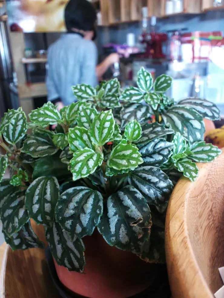 我常幻想我家就是美美的哪啡店