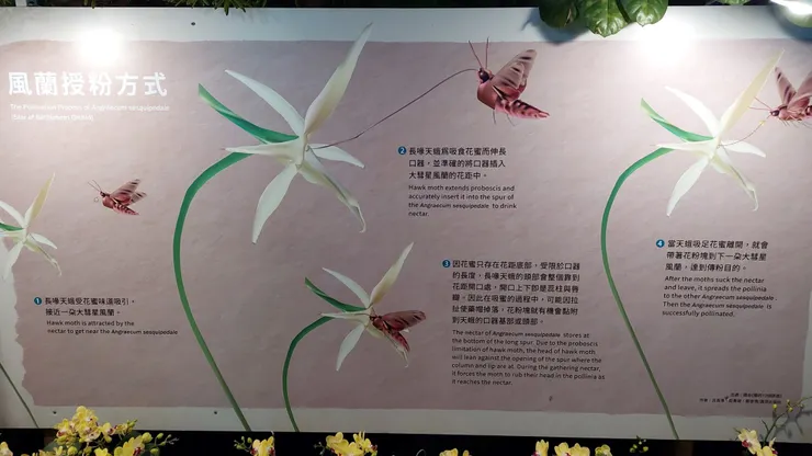 大彗星風蘭奇特的授粉方式，與長喙天蛾共舞一場奇特的演化之舞。