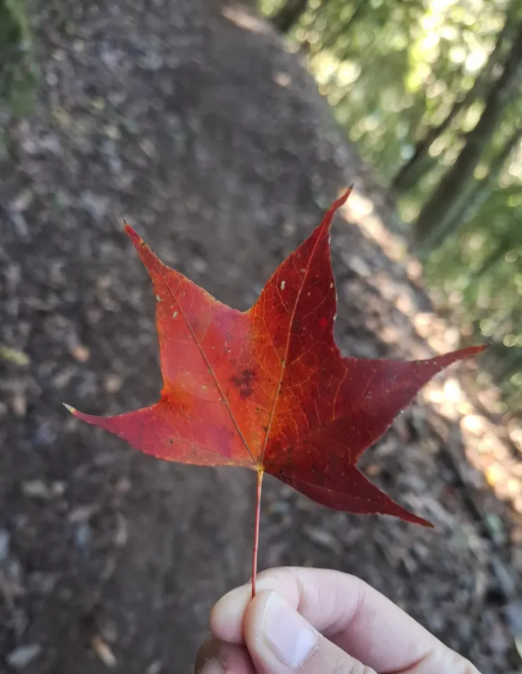 隨手拾起楓紅葉