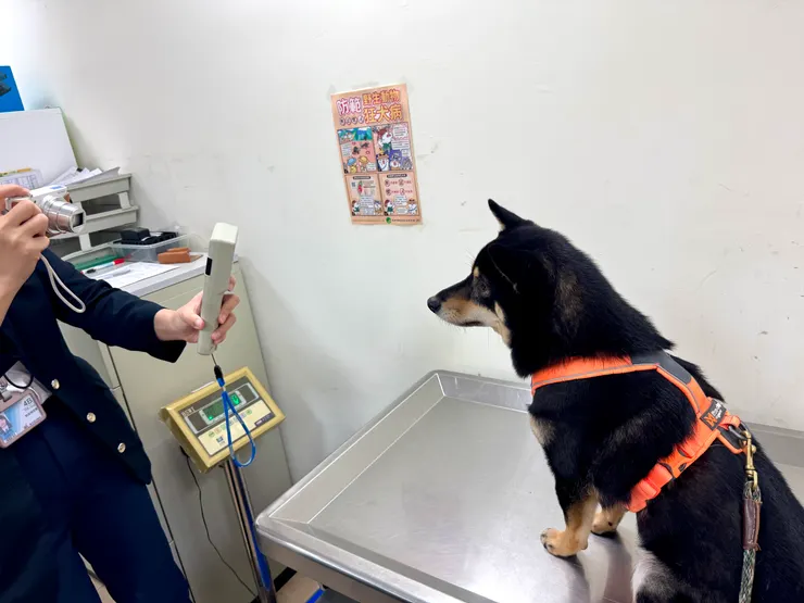 阿妮被稱讚表現得很好😆