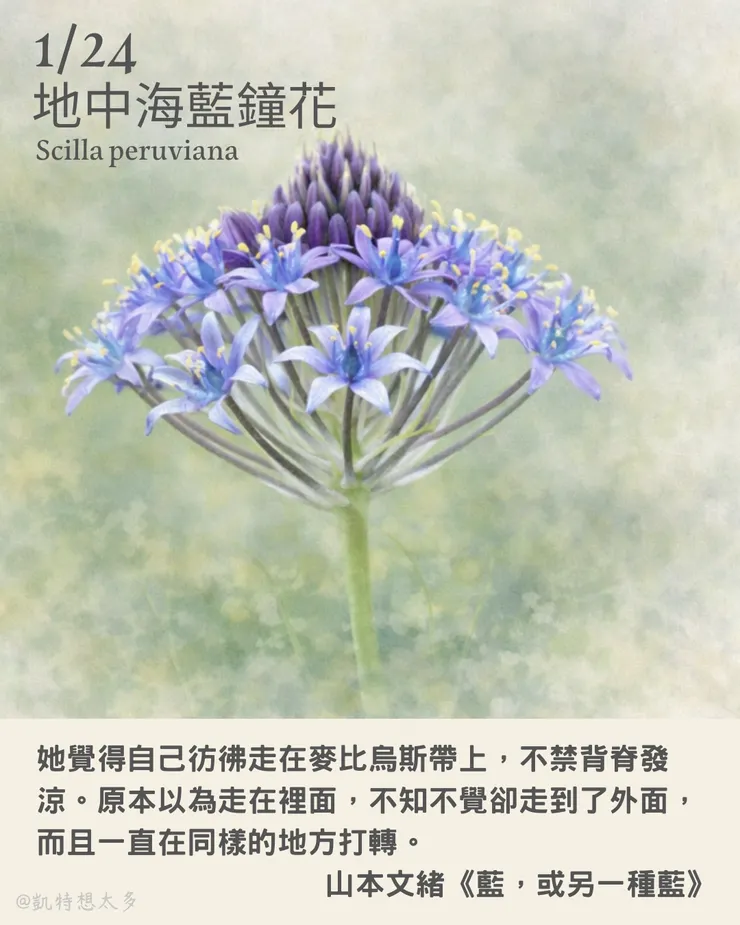 《一日一花・一句》｜1 月 24 日｜地中海藍鐘花×山本文緒《藍，或另一種藍》