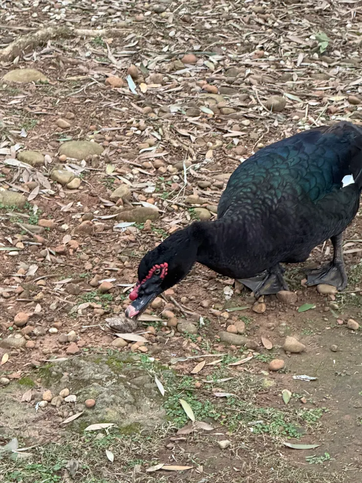 2026/02/11 散步遇到鴨子