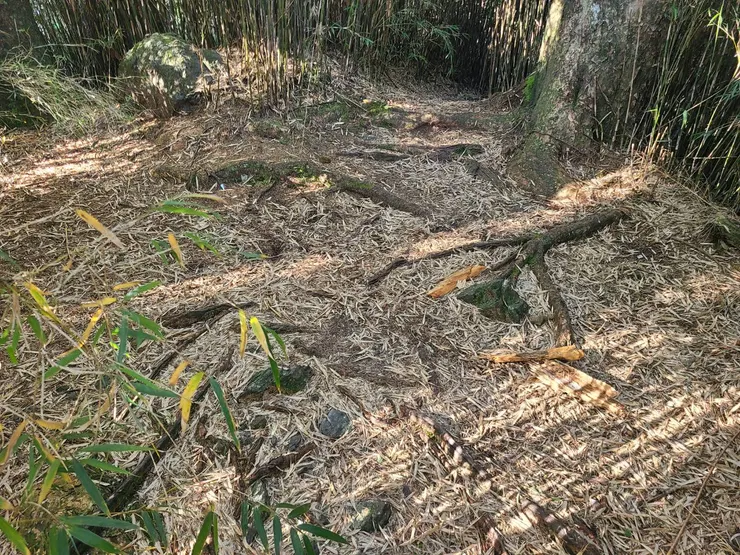 老伍營地，避風但樹根盤結根本不平，避難用途吧