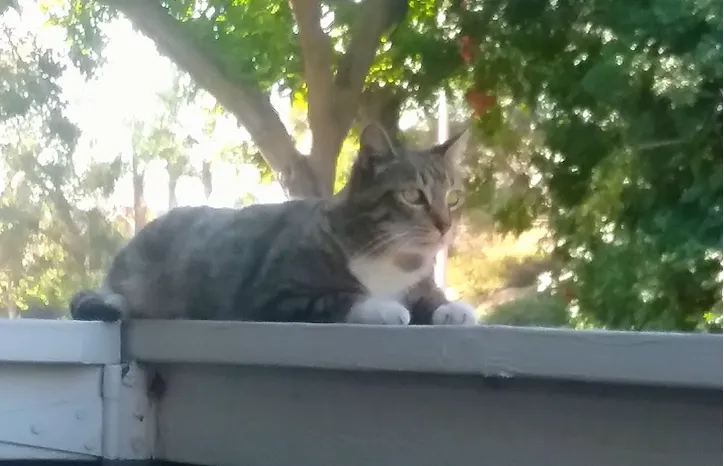 無緣與我們一起回台灣定居的『救命恩貓』斑斑。