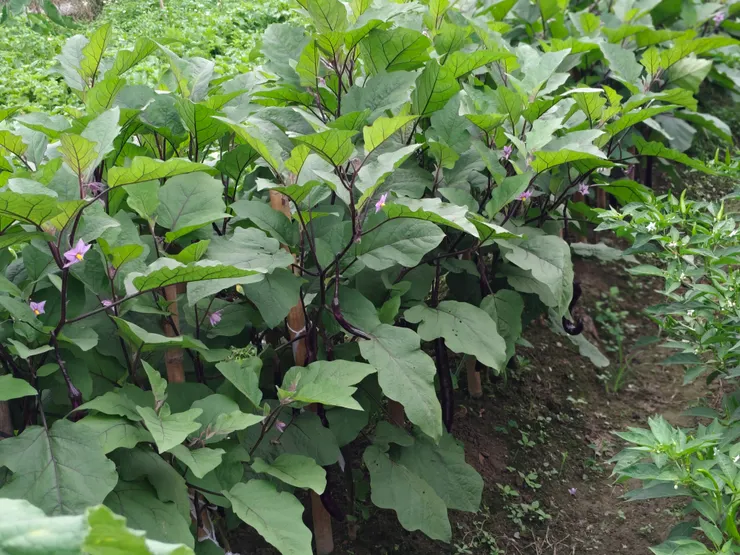 整棵茄子(仔細放大看,葉子下會看到許多條茄子)