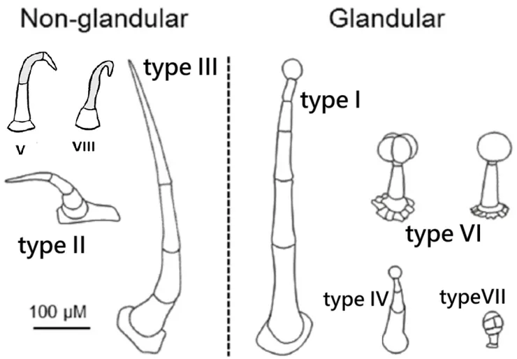 番茄的八種葉毛。圖片主要取自Research Gate