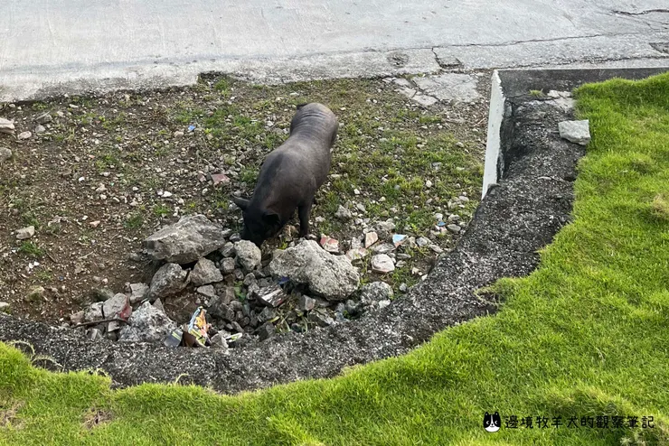 清晨出現來吃西瓜皮的豬豬