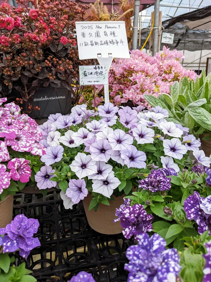 矮牽牛 - 藍冰泡泡