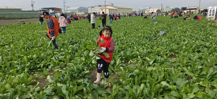 一家一個茄芷袋收穫晶瑩滿滿 回味兒時唱的歌喜聽童稚歡笑