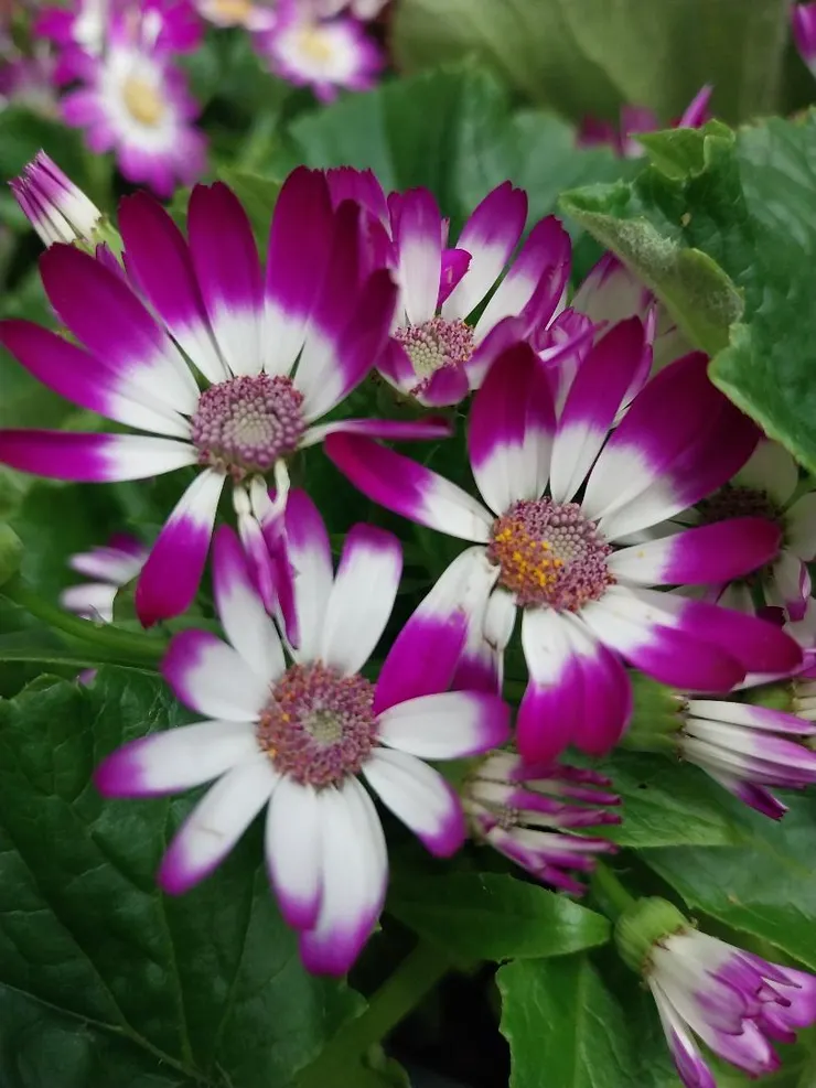 瓜葉菊Pericallis hybrida